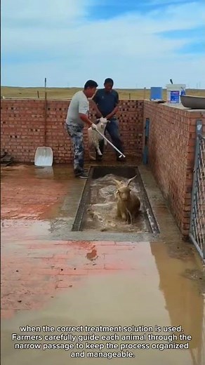 Why Farmers Guide Sheep Through This Special Bath #rurallife #livestocklife #farming