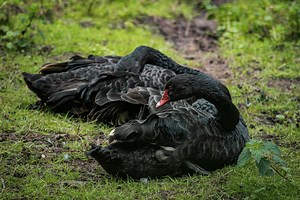 What Is a Black Swan Event and How Does It Affect Us?