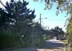 Where To Report Fallen Trees, Wires