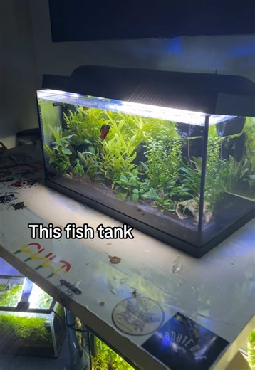 Self-Cleaning Fish Tank for Aquascaping Enthusiasts
