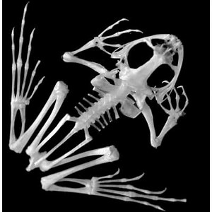 Animals with Exoskeleton: Characteristics, Advantages and Examples ▷➡️ Postposmo