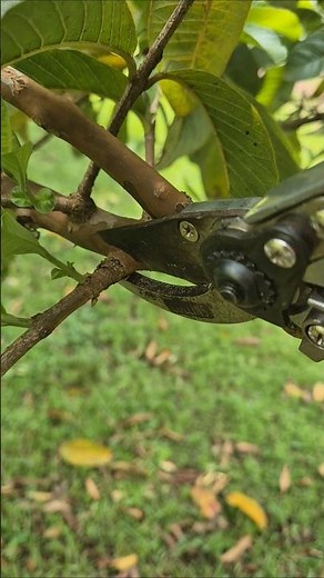 How to Prune Any Fruit Tree and Have Lots of Fruit