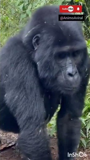 🦍 UNE RENCONTRE FACE AU ROI DE LA FORÊTRencontrer un gorille dos argenté sauvage