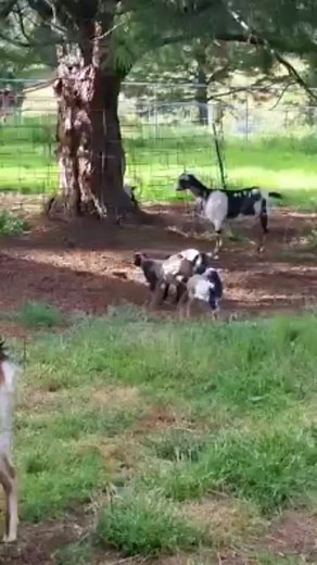 Laura Goodwin on Reels