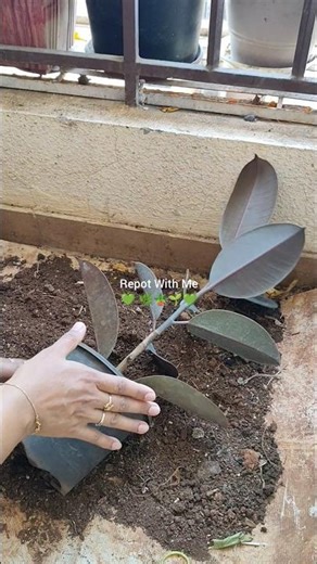 🌱 Repotting My Rubber Plant 🪴 | #shorts #youtubeshorts #minivlog