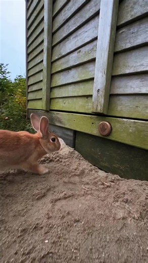 #❤️🐇🐰