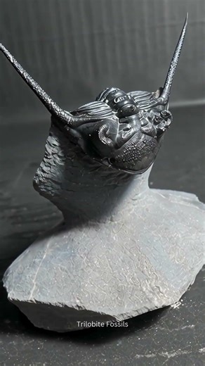 Kayserops Megaspina Trilobite Fossil Middle Devonian Morocco Fossil
