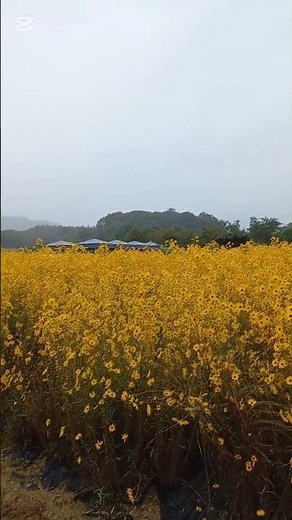 처음보는 신기한 댑싸리ᆢ이름도 이쁜 애기 해바라기ᆢ10월 양주 나리공원 꽃축제 다녀왔어요🌻🥀🪻