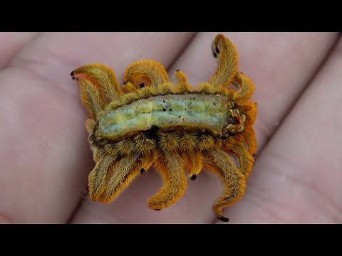 VENOMOUS And BIZARRE Creature! (Monkey Slug Caterpillar / Phobetron hipparchia)