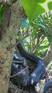 100K views · 870 reactions | A baby bird gets eaten by a snake. | Review Birds News | Facebook