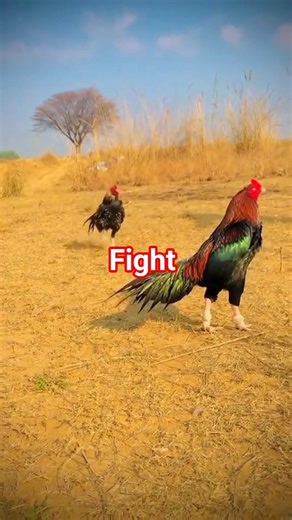 Aseel murge fight#aseelmurga #fighting#murga #rooster #chiken#birds#animals #aseel #mianwaliaseels