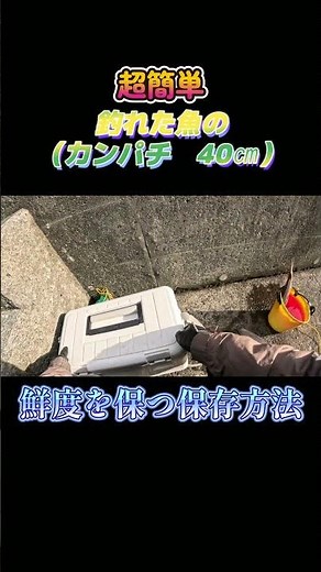 超簡単！釣った魚（カンパチ 40㎝）を鮮度を保つ方法で保存してみた。#shorts #釣り #ショアジギング
