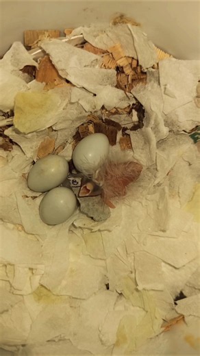 Bird chick just hatched, Finch bird chicks, Sparrow bird chick in nest, Sparrow nest #housesparrows