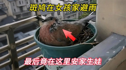斑鸠在女孩家的阳台避雨，没想到最后竟赖在这里安家生娃