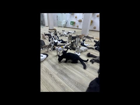 Feeding Street Cats is live!