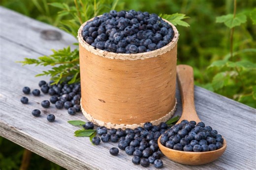 European Blueberry (bilberry) Seeds – Heirloom Perennial Fruit - Etsy