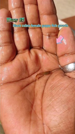 black cobra female guppy fish growth timline #fishshorts #guppyfish #shortsfeed