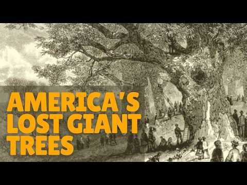 Giant Trees Once Blanketed The Eastern US, Can They Return?