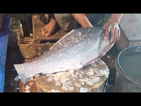 @Hanif fish cutting channel is live! Big fish cutting skills 🐋🐋🐋🐋🐋