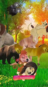 24 Ghnate Semx Wala Jungal 🤣 #dogesh #cheems #doge #cartoon #funny #comedy #memes #dank #dankmemes | Bundeli Doge