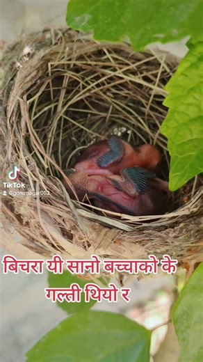 बिचरा स -सानो चराको बच्चाको कति माया लाग्दो हो एसको आमा पनि कहाँ गएछ