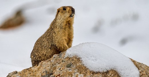 What Do Marmots Eat?