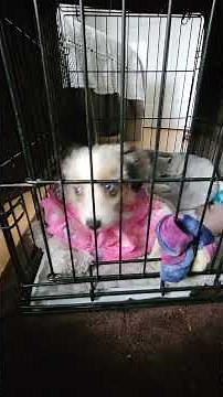 Mini Australian Shepherd Crate Training Tips - At Home Day 4