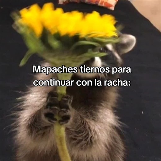 mapaches tiernos #parati #goodvibess_xd #viral #mapacheslover