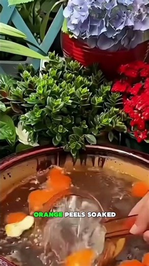 🌸 DIY Garden Recipes: Helpful Tips or Gardening Myths 🌼||#DIYGardening #PlantCare #Gardening #plants