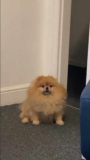 Pomeranian howling