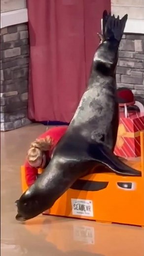 CLYDE & SEAMOR'S COUNTDOWN TO CHRISTMAS! #seaworldorlando