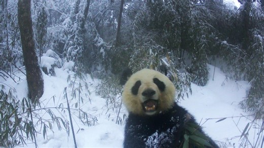 One year in the Giant Panda National Park