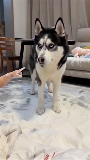 Who… did this? The bewildering behavior of animals, so funny and adorable! #heartwarming #mysteriou