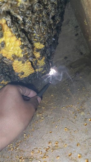 queen cells bees ready to swarm