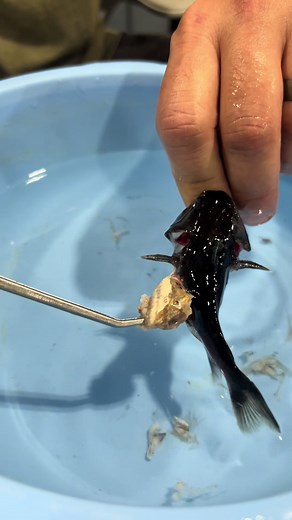 Gulper Catfish Survives After Eating Too Big a Fish