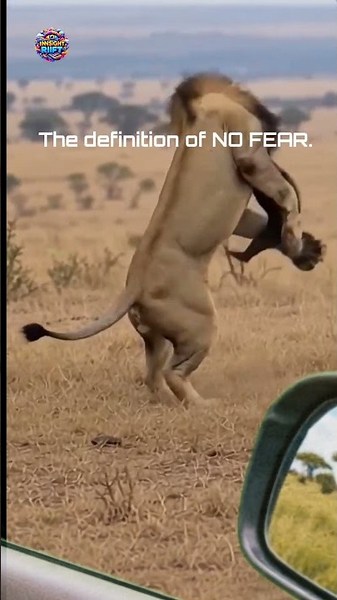 Fearless Honey Badger Takes on a Lion!