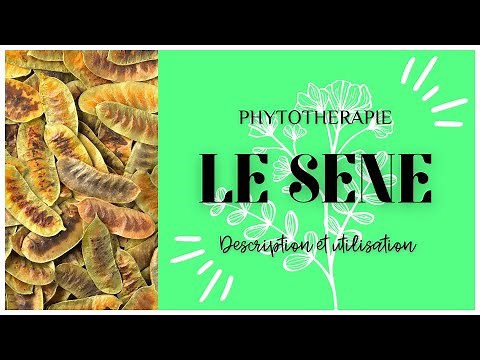 LE SENE EN PHYTOTHERAPIE - TOUT SAVOIR EN 3 MINUTES 🌿