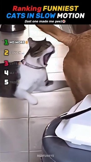Ranking FUNNIEST CATS IN SLOW MOTION Core Moments!!🐱