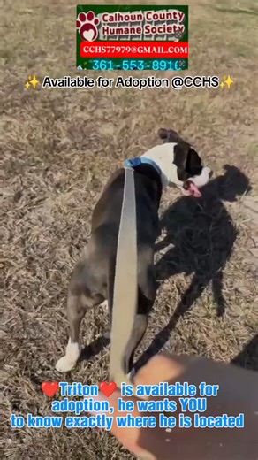 📍 Location sharing ON — and Triton wants YOU to see it. With all the fancy tech today, finding someone is easy… So Triton figured he’d make it even easier: His signal is pointing straight to his forever family. He’s not tracking snacks, squirrels, or tennis balls — he’s tracking you. The person who will take him home and love him for the rest of his life. 🐾❤️ Triton is packed and ready to leave the shelter behind and start his real life — couch naps, car rides, and being your loyal shadow. ✔ S