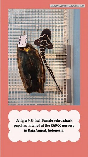 Jelly, the zebra shark pup from Point Defiance Zoo, hatches in Indonesia