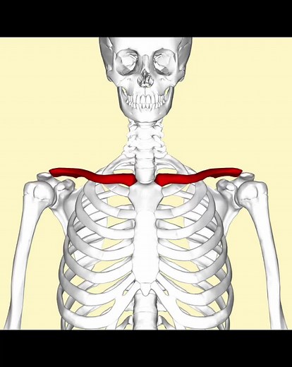 Swimmers Shoulders Explained: Frame and Technique