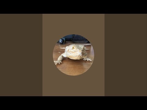 Συζήτηση μαζί με kingsnake, κατσαρίδες και γυμνοσάλιαγκες, σχέδια για την άνοιξη κι άλλα