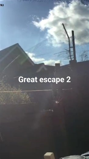 Great Escape 2. I failed #cats #catlife