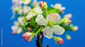 Apple tree flower blossoming timelapse / Timelapse video of an apple tree flower branch blossoming against a blue background