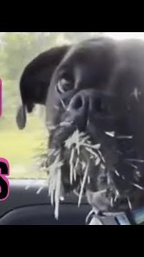 Dumb vs Furious Rabies