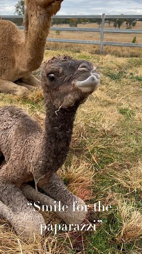 Visit Summer Land Camels and do a Farm Tour & Taste to see the baby camels! We also have camel rides, a cafe, Farm Shop, Camel feeding and more... | Summer Land Camels