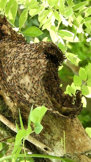 Inside the Genius Design of Wasp Colonies #wildlife #insects