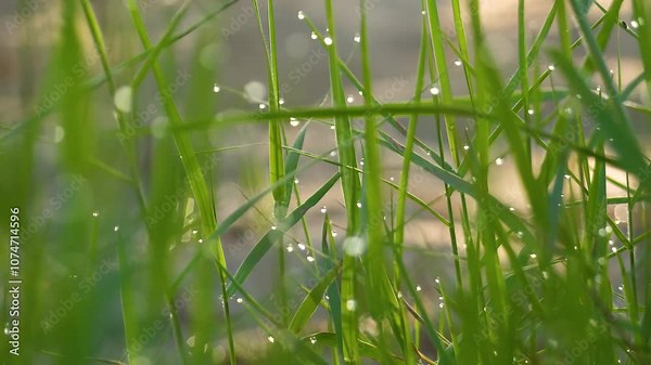 Morning dew water drops on tall raw green grass plant nature vegetation early day