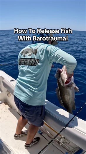 How to release a fish that has barotrauma! There is two methods on its venting the fish and the other is to descend the fish to depressurize it back to the bottom! #gaggrouper #grouperfishing #offshorefishing #deepseafishing #Barotrauma | Groupermvp