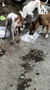 🐶✨ Hungry dogs waiting not just for food, but for someone to care. #streetdogs #doglove #animalcare